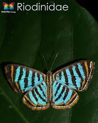 Attēlu rezultāti vaicājumam “Riodinidae”