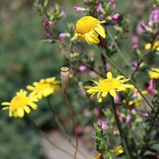 Image result for Färberkamille