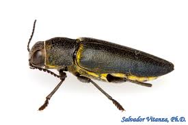 Attēlu rezultāti vaicājumam “Buprestidae”
