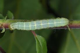 Attēlu rezultāti vaicājumam “Orthosia gothica”
