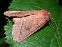 Attēlu rezultāti vaicājumam “Mythimna turca”