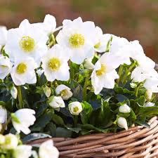 Attēlu rezultāti vaicājumam “Helleborus niger”