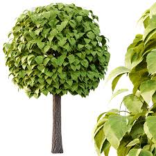 Attēlu rezultāti vaicājumam “Catalpa ovata”