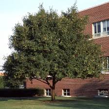 Attēlu rezultāti vaicājumam “Acer campestre”