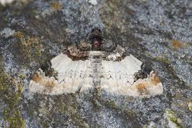 Attēlu rezultāti vaicājumam “Catarhoe cuculata”