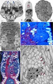 Attēlu rezultāti vaicājumam “Nithecus jacobaeae”