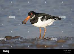 Attēlu rezultāti vaicājumam “Haematopus ostralegus adult”