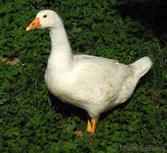 Attēlu rezultāti vaicājumam “Anser anser”