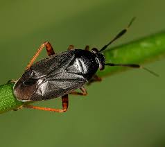 Attēlu rezultāti vaicājumam “Capsus ater imago”