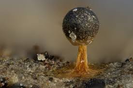 Attēlu rezultāti vaicājumam “Physarum luteolum young”