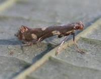 Attēlu rezultāti vaicājumam “Calybites phasianipennella”