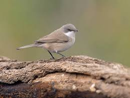 Attēlu rezultāti vaicājumam “Sylvia curruca adult”