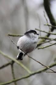 Attēlu rezultāti vaicājumam “Aegithalos caudatus”