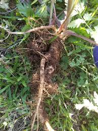 Attēlu rezultāti vaicājumam “Selinum carvifolia fruit”