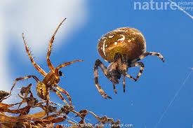 Attēlu rezultāti vaicājumam “Araneus quadratus”