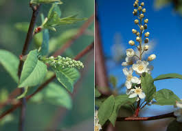 Attēlu rezultāti vaicājumam “Prunus (bird-cherry tree)”