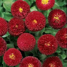 Image result for Bellis perennis