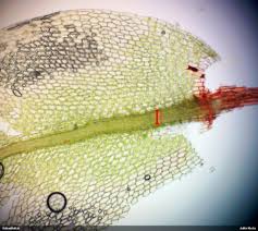 Attēlu rezultāti vaicājumam “Bryum funkii”