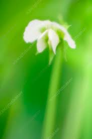 Attēlu rezultāti vaicājumam “Pisum sativum flower”