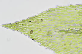 Attēlu rezultāti vaicājumam “Oxyrrhynchium hians var. rigidum macro”