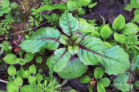Attēlu rezultāti vaicājumam “Impatiens glandulifera leaf”