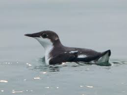 Image result for Brachyramphus perdix