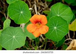 Attēlu rezultāti vaicājumam “Tropaeolum majus leaf”