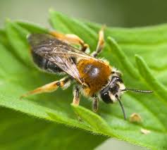 Attēlu rezultāti vaicājumam “Andrena haemorrhoa”