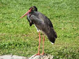 Attēlu rezultāti vaicājumam “Ciconia nigra”