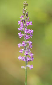Image result for Linaria purpurea