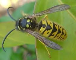 Attēlu rezultāti vaicājumam “Vespula germanica male”