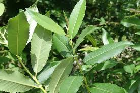 Attēlu rezultāti vaicājumam “Salix triandra”