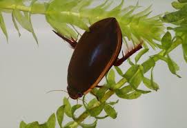 Attēlu rezultāti vaicājumam “Dytiscidae”