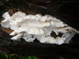 Attēlu rezultāti vaicājumam “Postia floriformis”