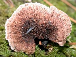 Attēlu rezultāti vaicājumam “Thelephora terrestris”