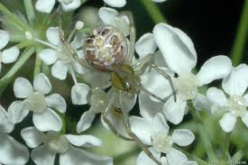 Attēlu rezultāti vaicājumam “Phylloneta cocoon”