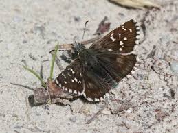 Attēlu rezultāti vaicājumam “Pyrgus serratulae underside”