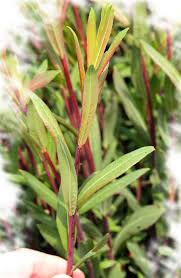 Attēlu rezultāti vaicājumam “Salix Vetrix”