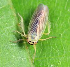 Attēlu rezultāti vaicājumam “Macrosteles nymph”