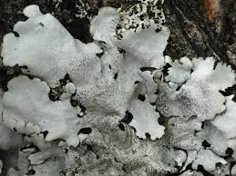 Attēlu rezultāti vaicājumam “Parmelina tiliacea”