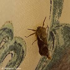 Attēlu rezultāti vaicājumam “Hepialus lupulinus”