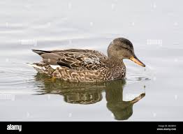 Attēlu rezultāti vaicājumam “Anas strepera”