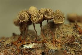 Attēlu rezultāti vaicājumam “Dictydiaethalium plumbeum young”