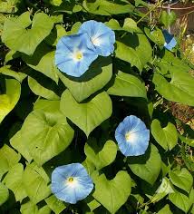 Image result for Ipomoea Heavenly Blue