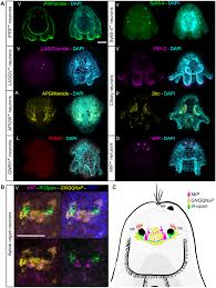 Attēlu rezultāti vaicājumam “Harpanthus flotovianus cells”