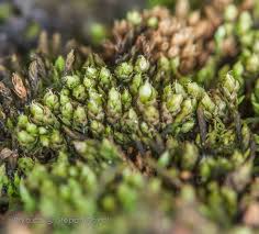 Attēlu rezultāti vaicājumam “Bryum weigelii macro”