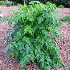 Attēlu rezultāti vaicājumam “Diderma roanense stalked”