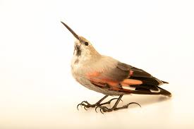 Image result for Tichodroma muraria