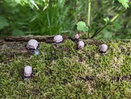 Attēlu rezultāti vaicājumam “Stemonitis flavogenita spores”