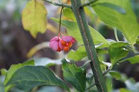Attēlu rezultāti vaicājumam “Euonymus verrucosus fruit”